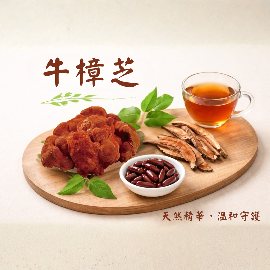 牛樟芝 – 台灣珍稀養生寶藏，天然保健首選