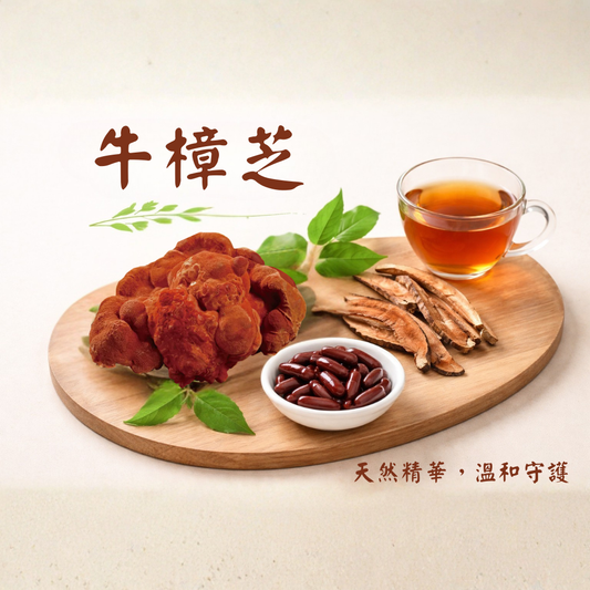 牛樟芝 – 台灣珍稀養生寶藏，天然保健首選